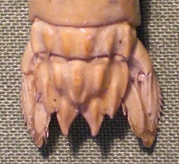 gonodactylus chiragra T.F.C. AS6 and telson.JPG